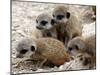 Jenny the Meerkat's Four New Babies Watch as She Stands at London Zoo-null-Mounted Premium Photographic Print