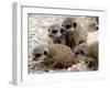 Jenny the Meerkat's Four New Babies Watch as She Stands at London Zoo-null-Framed Photographic Print