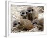 Jenny the Meerkat's Four New Babies Watch as She Stands at London Zoo-null-Framed Photographic Print