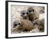 Jenny the Meerkat's Four New Babies Watch as She Stands at London Zoo-null-Framed Photographic Print