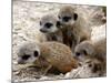 Jenny the Meerkat's Four New Babies Watch as She Stands at London Zoo-null-Mounted Photographic Print