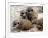 Jenny the Meerkat's Four New Babies Watch as She Stands at London Zoo-null-Framed Photographic Print