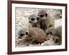 Jenny the Meerkat's Four New Babies Watch as She Stands at London Zoo-null-Framed Photographic Print