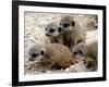 Jenny the Meerkat's Four New Babies Watch as She Stands at London Zoo-null-Framed Photographic Print