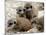 Jenny the Meerkat's Four New Babies Watch as She Stands at London Zoo-null-Mounted Photographic Print