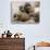 Jenny the Meerkat's Four New Babies Watch as She Stands at London Zoo-null-Photographic Print displayed on a wall