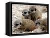 Jenny the Meerkat's Four New Babies Watch as She Stands at London Zoo-null-Framed Stretched Canvas