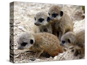 Jenny the Meerkat's Four New Babies Watch as She Stands at London Zoo-null-Stretched Canvas