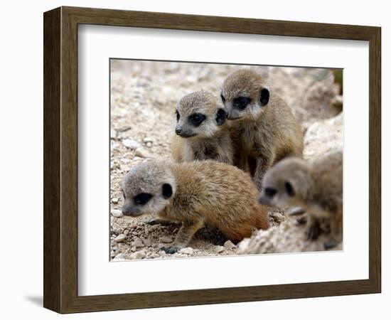 Jenny the Meerkat's Four New Babies Watch as She Stands at London Zoo-null-Framed Photographic Print