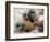 Jenny the Meerkat's Four New Babies Watch as She Stands at London Zoo-null-Framed Photographic Print