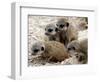 Jenny the Meerkat's Four New Babies Watch as She Stands at London Zoo-null-Framed Photographic Print