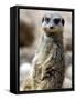 Jenny the Meerkat Shows Her New Babies How to Stand at London Zoo, June 2005-null-Framed Stretched Canvas