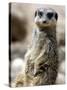 Jenny the Meerkat Shows Her New Babies How to Stand at London Zoo, June 2005-null-Stretched Canvas