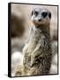 Jenny the Meerkat Shows Her New Babies How to Stand at London Zoo, June 2005-null-Framed Stretched Canvas