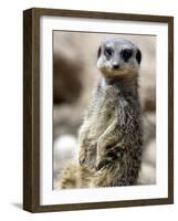 Jenny the Meerkat Shows Her New Babies How to Stand at London Zoo, June 2005-null-Framed Photographic Print