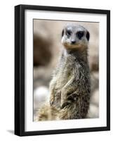 Jenny the Meerkat Shows Her New Babies How to Stand at London Zoo, June 2005-null-Framed Photographic Print