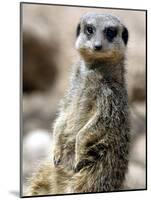Jenny the Meerkat Shows Her New Babies How to Stand at London Zoo, June 2005-null-Mounted Photographic Print