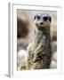 Jenny the Meerkat Shows Her New Babies How to Stand at London Zoo, June 2005-null-Framed Photographic Print