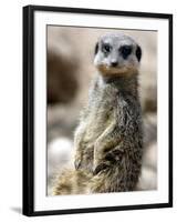 Jenny the Meerkat Shows Her New Babies How to Stand at London Zoo, June 2005-null-Framed Photographic Print