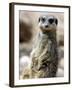 Jenny the Meerkat Shows Her New Babies How to Stand at London Zoo, June 2005-null-Framed Photographic Print