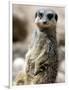 Jenny the Meerkat Shows Her New Babies How to Stand at London Zoo, June 2005-null-Framed Photographic Print