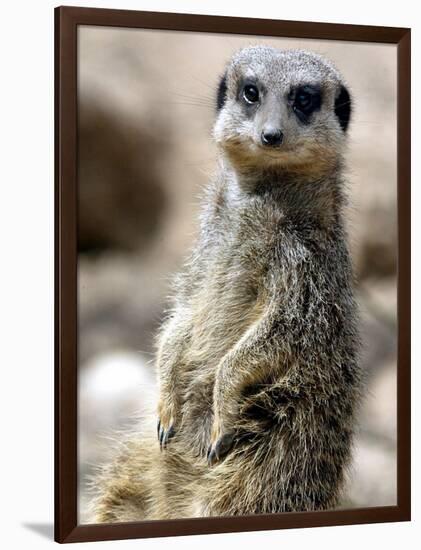 Jenny the Meerkat Shows Her New Babies How to Stand at London Zoo, June 2005-null-Framed Photographic Print