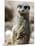 Jenny the Meerkat Shows Her New Babies How to Stand at London Zoo, June 2005-null-Mounted Photographic Print