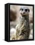 Jenny the Meerkat Shows Her New Babies How to Stand at London Zoo, June 2005-null-Framed Stretched Canvas