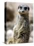 Jenny the Meerkat Shows Her New Babies How to Stand at London Zoo, June 2005-null-Stretched Canvas