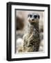 Jenny the Meerkat Shows Her New Babies How to Stand at London Zoo, June 2005-null-Framed Photographic Print