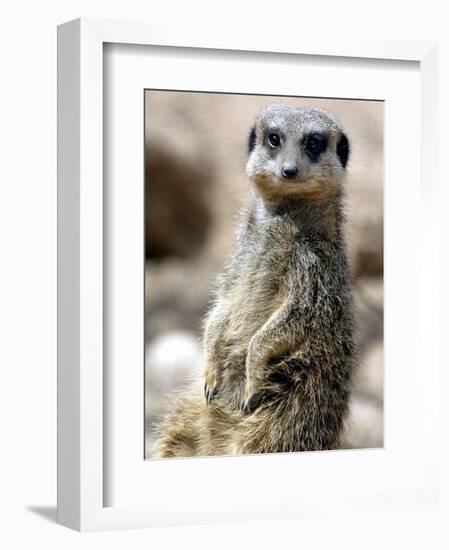 Jenny the Meerkat Shows Her New Babies How to Stand at London Zoo, June 2005-null-Framed Photographic Print