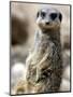 Jenny the Meerkat Shows Her New Babies How to Stand at London Zoo, June 2005-null-Mounted Photographic Print