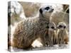 Jenny the Meerkat with Two of Her New Babies at London Zoo, June 2005-null-Stretched Canvas