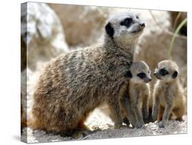 Jenny the Meerkat with Two of Her New Babies at London Zoo, June 2005-null-Stretched Canvas