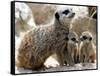 Jenny the Meerkat with Two of Her New Babies at London Zoo, June 2005-null-Framed Stretched Canvas