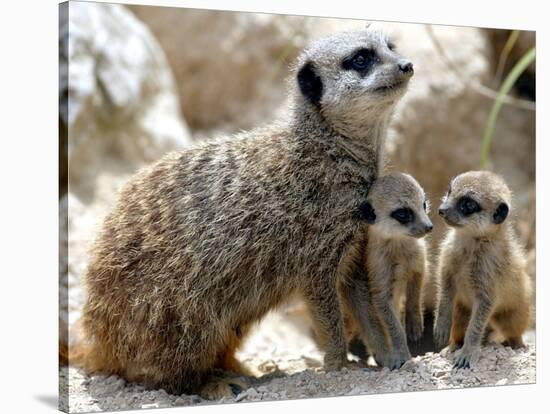 Jenny the Meerkat with Two of Her New Babies at London Zoo, June 2005-null-Stretched Canvas