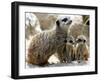 Jenny the Meerkat with Two of Her New Babies at London Zoo, June 2005-null-Framed Photographic Print