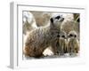 Jenny the Meerkat with Two of Her New Babies at London Zoo, June 2005-null-Framed Photographic Print