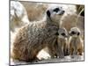Jenny the Meerkat with Two of Her New Babies at London Zoo, June 2005-null-Mounted Photographic Print