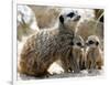 Jenny the Meerkat with Two of Her New Babies at London Zoo, June 2005-null-Framed Photographic Print