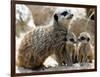 Jenny the Meerkat with Two of Her New Babies at London Zoo, June 2005-null-Framed Photographic Print