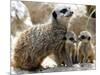 Jenny the Meerkat with Two of Her New Babies at London Zoo, June 2005-null-Mounted Photographic Print