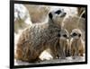 Jenny the Meerkat with Two of Her New Babies at London Zoo, June 2005-null-Framed Photographic Print