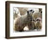 Jenny the Meerkat with Two of Her New Babies at London Zoo, June 2005-null-Framed Photographic Print