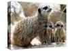 Jenny the Meerkat with Two of Her New Babies at London Zoo, June 2005-null-Stretched Canvas