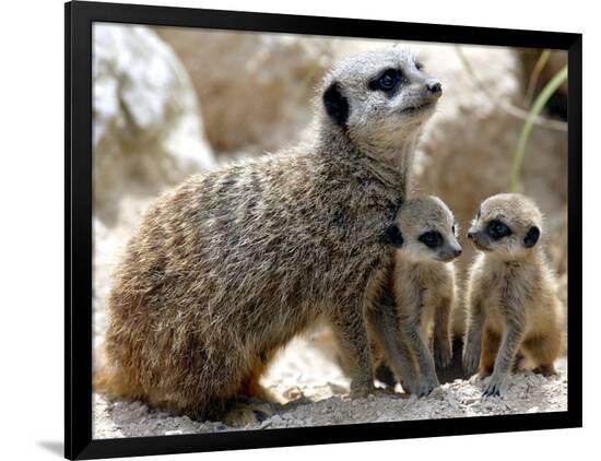 Premium Photographic Print, , large