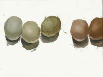 5 Eggs-Jenny Westenhofer-Art Print