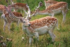 Fallow Deer-jennyt-Photographic Print