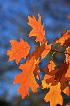 Oak Leaves-jennyt-Mounted Photographic Print