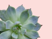 Succulent Plant-Jensen Adamsen-Art Print